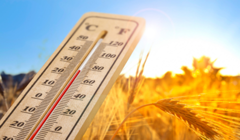 Impact of the heatwave on crops and livestock